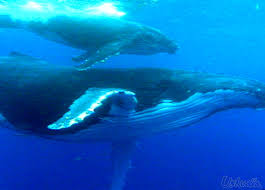  الحوت الأزرق : أضخم حيوان على وجه الأرض Images?q=tbn:ANd9GcQXF4fawqHpyaZXE8dJDjtiVrloGtLAVL0lTwhjldjJW78cOaQhpg