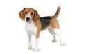 Beagle Dog Breed Information, Pictures, Characteristics & Facts