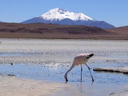 Atacama Hochland Bolivien Flamingo von Bernd Aberle