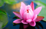 Pink Flower Photography - Flowers Wallpapers