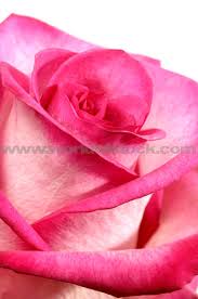 pink flowers - Page 2 Images?q=tbn:ANd9GcQYZcUn10pcMfloG6dZ8MF2JbxnTW-JbIUvu56dYMKiTRAvuOdRxw