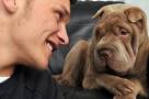 Kidnapped Shar Pei pup Lilo is found after four-day search - Wales ... - shar-pei-pup-lilo-336597084-1989705
