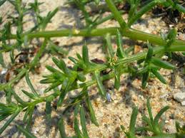 Image result for "Salsola angularis"