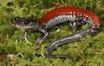 Salamander Ambassadors - National Zoo| FONZ