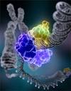 How To Seal <b>Dna Breaks</b>