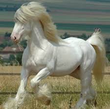 الخيول التركيه من اجمل خيول العالم وولاده حصان سبحان الله Images?q=tbn:ANd9GcQ_mqfeu1XSgu6umuvy5gXBWZCesuEwIOJinLJpFjnefDqASePS0A