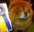 WESTMINSTER DOG SHOW 2012: Martha Stewart's Chow Chow “Genghis ...