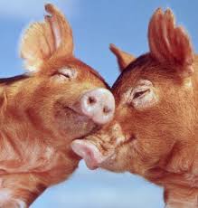 images?q=tbn:ANd9GcQa6yGMwpxV10wFI5wF9GDqtTLbIWPyzUaZkI4XQr6fazeU6Nh8