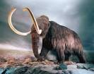 of the woolly mammoth were