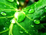 Green Nature Wallpaper - Green Wallpaper (19511380) - Fanpop fanclubs