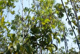 Image result for "Cybianthus spathulifolius"