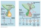 Functions of <b>Pituitary</b> Gland