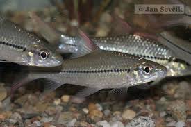 Image result for Cyclocheilichthys sinensis