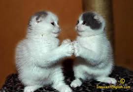 kittens attack