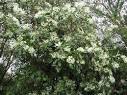 <b>Drimys</b> winteri