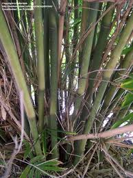 Image result for Bambusa pachinensis