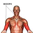 biceps pronunciation
