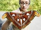 Big moth-er: Butterfly keeper Heather Prince holds one of Chester Zoo's ... - article-0-14755D20000005DC-573_634x459