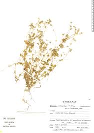 Image result for Drymaria rotundifolia