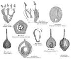 <b>Sapotaceae</b> Juss.