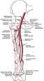 of the <b>femoral artery</b>.