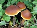 Macrocystidia <b>cucumis</b>
