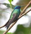 Pronuncia di colibri