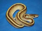 Genetic Stripe Lesser - Morph List - World of Ball Pythons