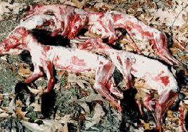 مرگ 15 هزار حیوان در شرکت تولیدکننده خز (تصاویر دلخراش) Images?q=tbn:ANd9GcQfk0_iaV_0D4z0iLnYnXbYePSsKR7gFHhOW7HpzI_Iq-5Cpx5uUw&t=1