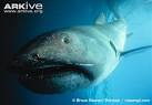 Megamouth shark videos, photos and facts - Megachasma pelagios.