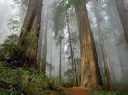 Sequoia tree
