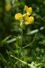 Image result for Lathyrus blancheana