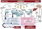 <b>Septic shock</b> is a serious