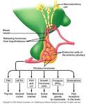 Anterior <b>Pituitary Hormones</b>