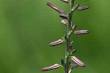 <b>Anemarrhena</b> asphodeloides