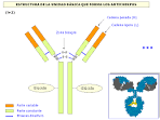 ESTRUCTURA DE LOS <b>ANTICUERPOS</b>.