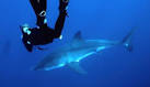 WATCH: Ocean Ramsey, the 'shark whisperer,' swims unprotected with ...