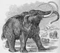 Woolly Mammoths - Mammuthus