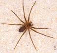 Pest Alerts - Venomous Spiders in Florida, DPI - FDACS