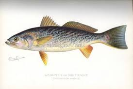 Image result for food Trout, Sea Trout, Squeteague, Weak Fish