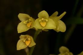 Image result for "Bulbophyllum gibbsiae"