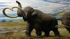 Woolly Mammoth May Be Resurrected by Scientists - ABC News