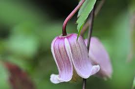 Image result for Clematis lasiandra