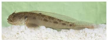 Image result for Oxyurichthys auchenolepis