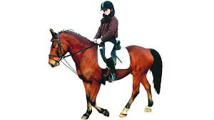 WILDESHAUSEN „Zu gerne möchte ich mit meinem Pferd Karim auch einmal ganz oben auf dem Treppchen stehen“, lautet der größte Wunsch von Malaika Schmidt. - _heprod_images_fotos_1_12_30_20090226_reiten2_c8_1936553