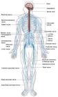 The <b>nervous system</b> is an organ