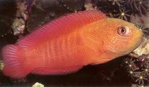 Image result for Spotfin Dottyback