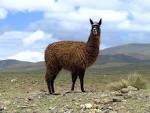 File:Wiki-llama.jpg - Wikipedia, the free encyclopedia
