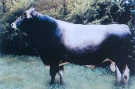 كل شى عن تربية الأبقار Images?q=tbn:ANd9GcQoVbi2Plk_skjDqq-VwAMDfwdG8WrmHvSaTTNx-2-EyVexDM2F6g