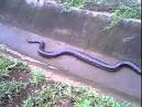 ¡IMPACTANTE!  En el río Paraná se vio a una anaconda de 11 metros!!